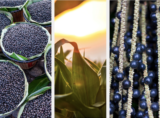 Achieve Your 2020 Goals - 3 Part Series on How Açaí Can Get You On Track: Part 2